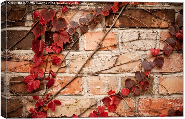 Red ivy leaves creeper Canvas Print by Arletta Cwalina