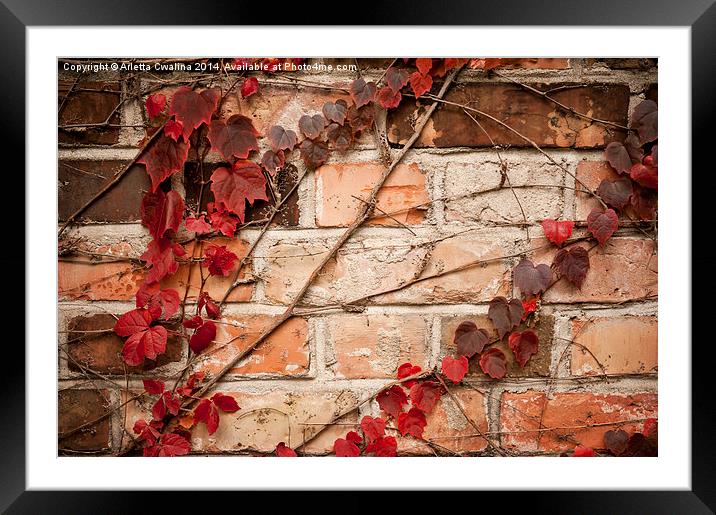 Red ivy leaves creeper Framed Mounted Print by Arletta Cwalina