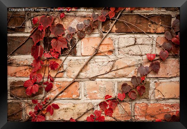 Red ivy leaves creeper Framed Print by Arletta Cwalina