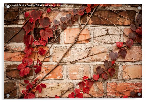 Red ivy leaves creeper Acrylic by Arletta Cwalina