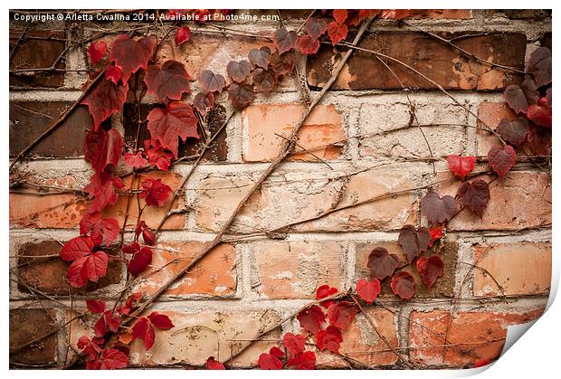 Red ivy leaves creeper Print by Arletta Cwalina