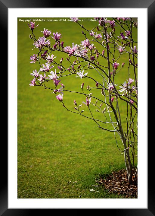 Vibrant pink Magnolia blossoms Framed Mounted Print by Arletta Cwalina