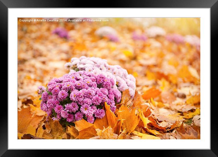 Dendranthema or Chrysanthemum in autumn leaves  Framed Mounted Print by Arletta Cwalina
