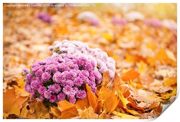 Dendranthema or Chrysanthemum in autumn leaves  Print by Arletta Cwalina