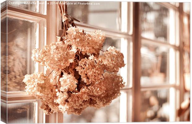 hortensia old dried bouquet hang in window  Canvas Print by Arletta Cwalina