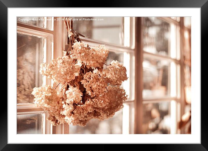hortensia old dried bouquet hang in window  Framed Mounted Print by Arletta Cwalina