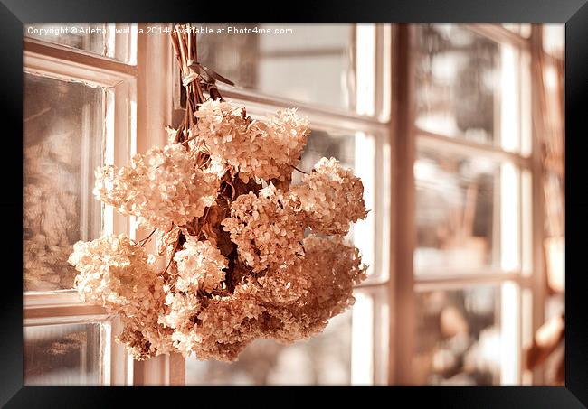 hortensia old dried bouquet hang in window  Framed Print by Arletta Cwalina
