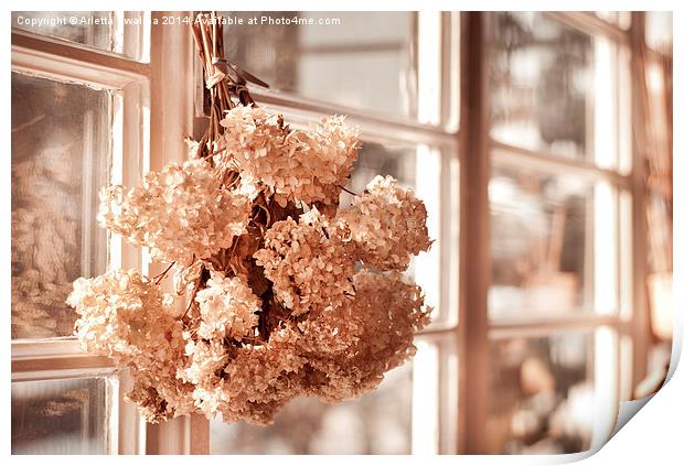 hortensia old dried bouquet hang in window  Print by Arletta Cwalina