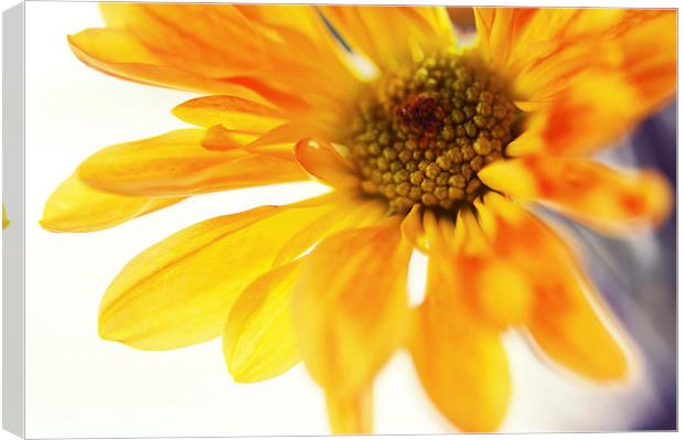  A Little Bit Sun in the Cold Time  Canvas Print by Jenny Rainbow