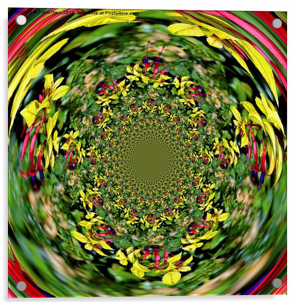  Beautiful "roundabout" Fuchsia pattern Acrylic by Frank Irwin