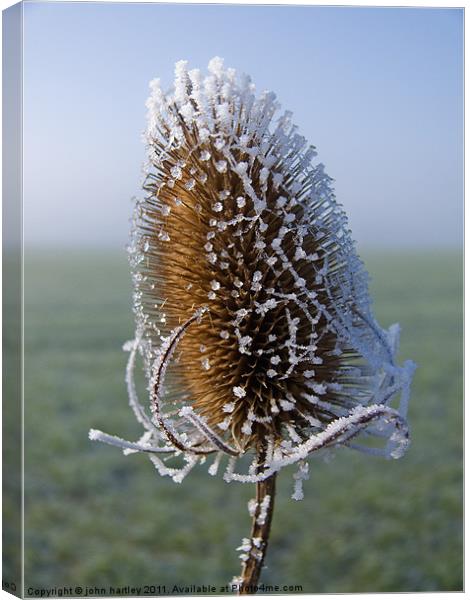 Frosted Teazel thistle head Canvas Print by john hartley