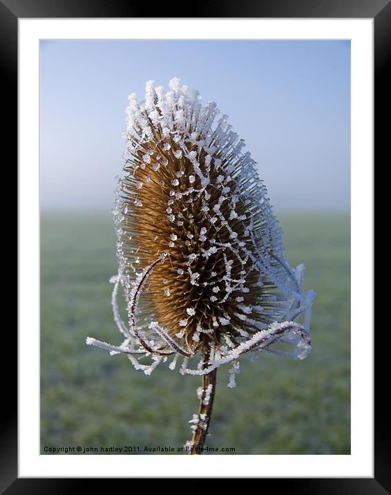 Frosted Teazel thistle head Framed Mounted Print by john hartley