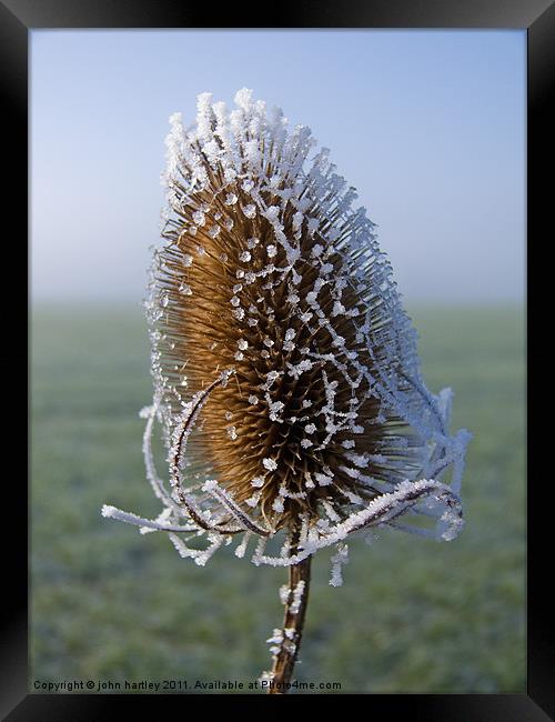 Frosted Teazel thistle head Framed Print by john hartley