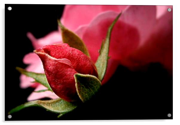  rose bud Acrylic by dale rys (LP)