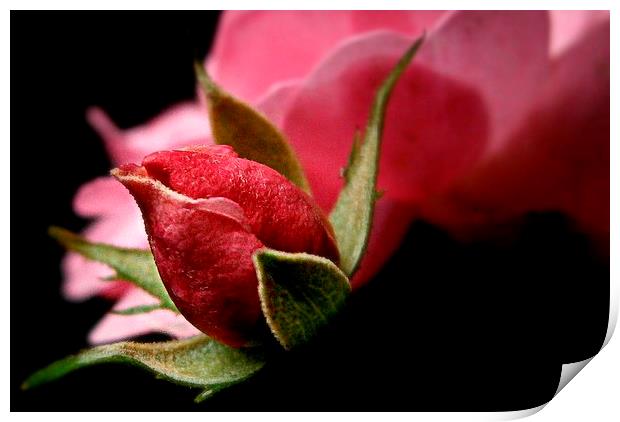  rose bud Print by dale rys (LP)