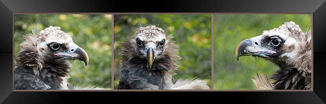  Cinereous Vulture Triptych Framed Print by Geoff Storey