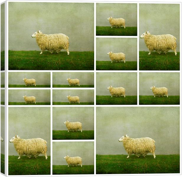  counting sheep Canvas Print by Heather Newton