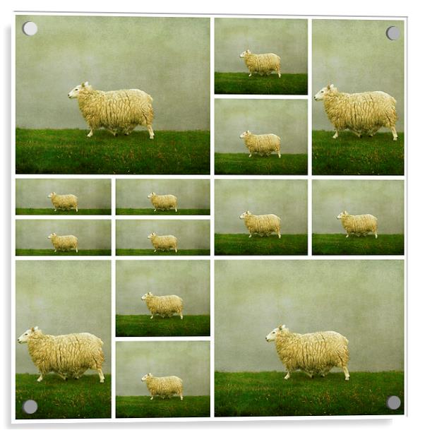  counting sheep Acrylic by Heather Newton