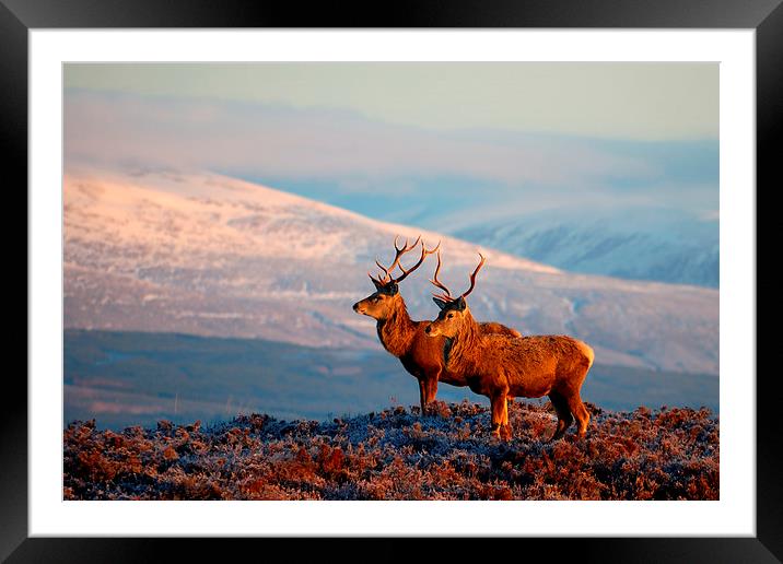  Red Deer Stags Framed Mounted Print by Macrae Images