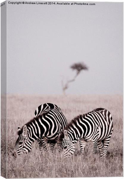  Zebras at dawn in the Masai Mara, Kenya Canvas Print by Andrew Linscott