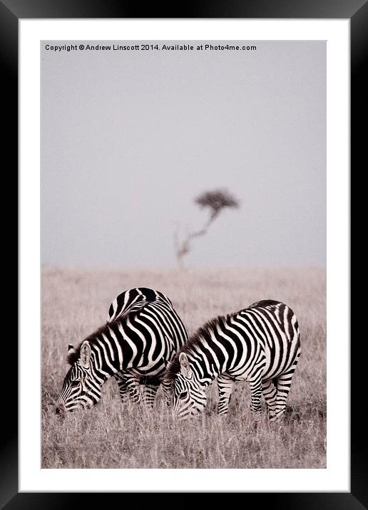  Zebras at dawn in the Masai Mara, Kenya Framed Mounted Print by Andrew Linscott