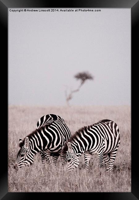 Zebras at dawn in the Masai Mara, Kenya Framed Print by Andrew Linscott