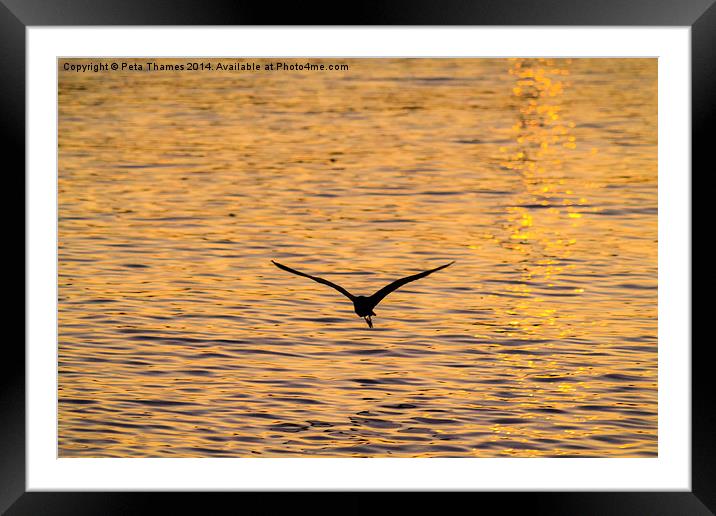 Gliding on Gold Framed Mounted Print by Peta Thames