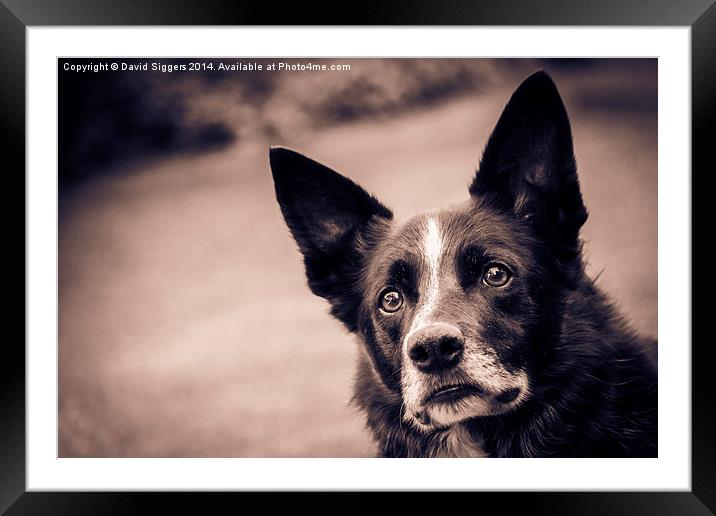  Border Collie - Ball! Framed Mounted Print by David Siggers