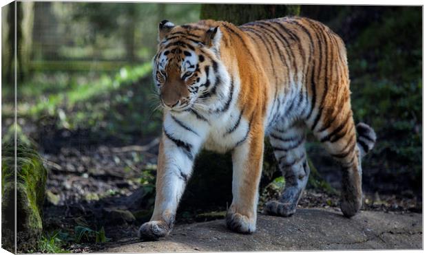  Bengal Tiger Canvas Print by Nigel Jones