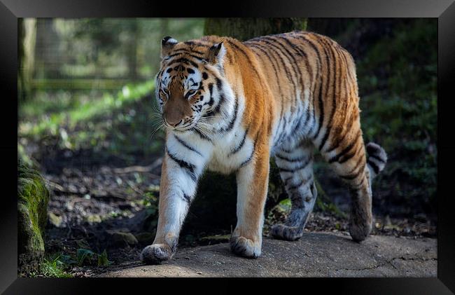  Bengal Tiger Framed Print by Nigel Jones