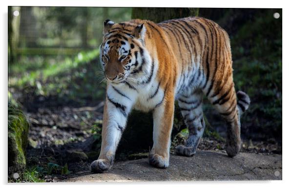 Bengal Tiger Acrylic by Nigel Jones