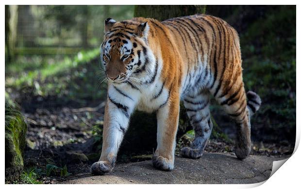  Bengal Tiger Print by Nigel Jones