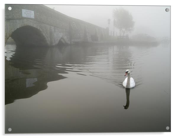 Swan by a hump back bridge in fog Acrylic by Stephen Mole