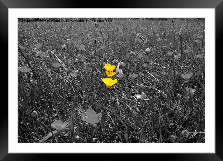  Buttercups Framed Mounted Print by Thomas Mudge