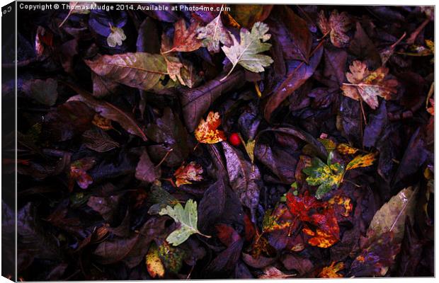  A Berry Among Leaves Canvas Print by Thomas Mudge