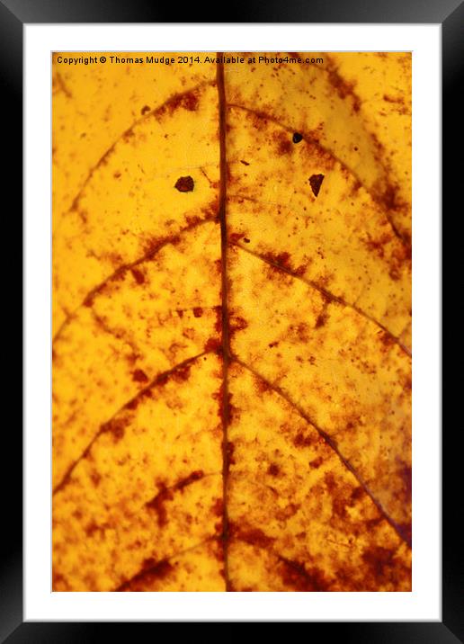  Autumnal Leaf Framed Mounted Print by Thomas Mudge