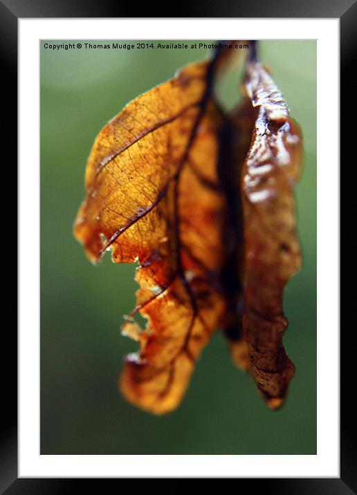 Weathered Leaves Framed Mounted Print by Thomas Mudge