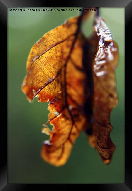  Weathered Leaves Framed Print by Thomas Mudge