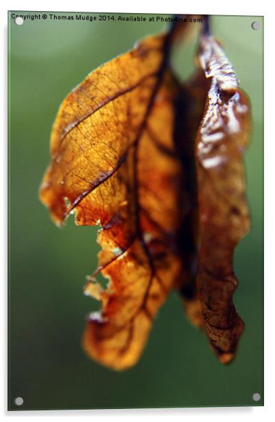  Weathered Leaves Acrylic by Thomas Mudge