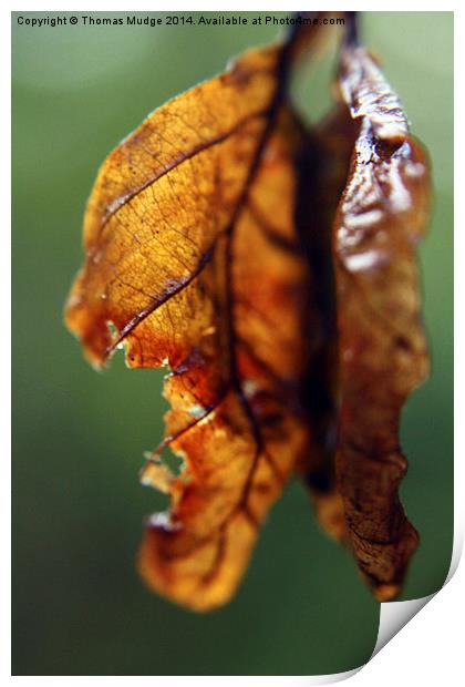  Weathered Leaves Print by Thomas Mudge