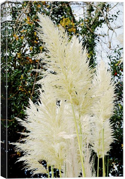  Beautiful, tall, willowy Pampas Grass Canvas Print by Frank Irwin