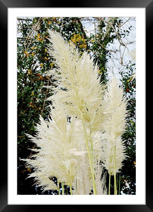  Beautiful, tall, willowy Pampas Grass Framed Mounted Print by Frank Irwin