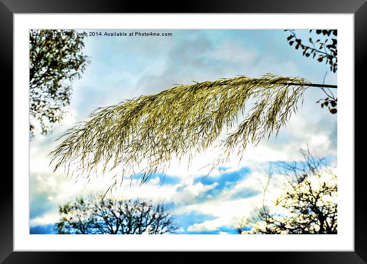 Beautiful, tall, willowy Pampas Grass    Framed Mounted Print by Frank Irwin