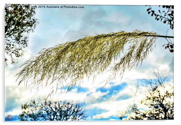 Beautiful, tall, willowy Pampas Grass    Acrylic by Frank Irwin