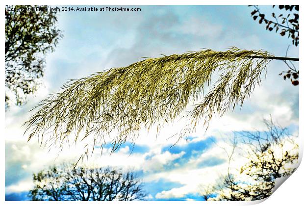 Beautiful, tall, willowy Pampas Grass    Print by Frank Irwin