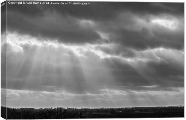  A little ray of light in Black and White Canvas Print by Avril Harris