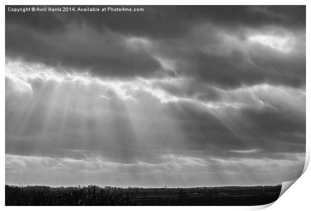 A little ray of light in Black and White Print by Avril Harris