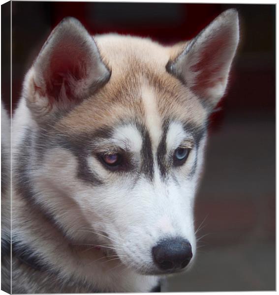  A Siberian Husky Dog London Canvas Print by Clive Eariss