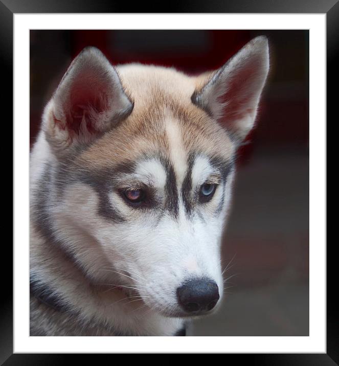  A Siberian Husky Dog London Framed Mounted Print by Clive Eariss