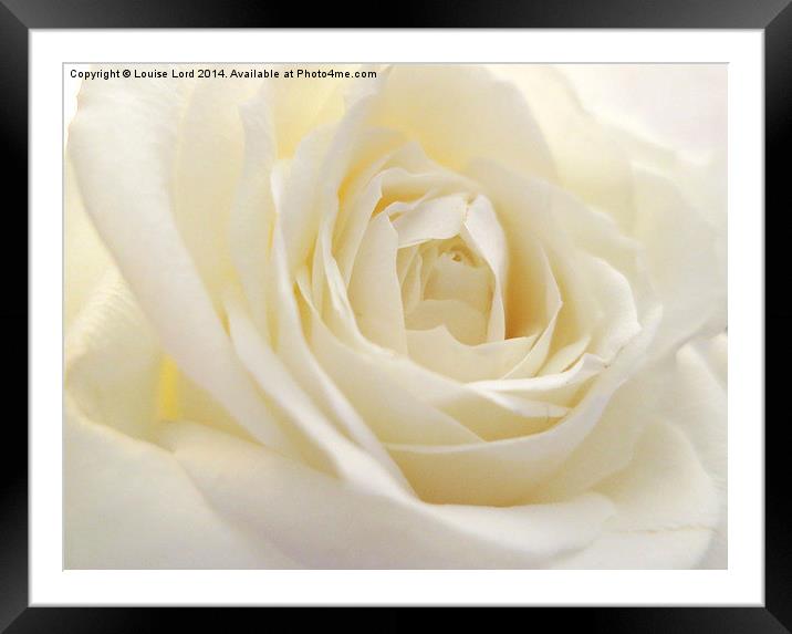  White Rose Framed Mounted Print by Louise Lord